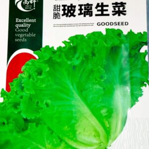 লার্জ স্প্রেড লেটুস