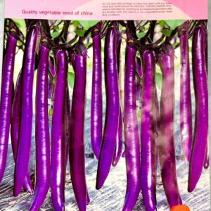 লম্বা চিকন বেগুন