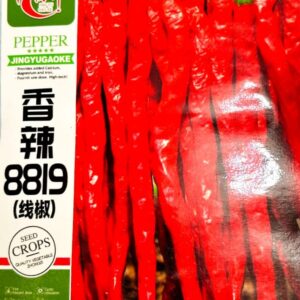 লম্বা মরিচ 