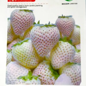 সাদা স্ট্রবেরী