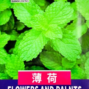 পুদিনা পাতা