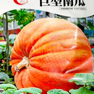 জায়ান্ট কুমড়া