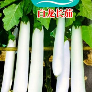 লম্বা সাদা বেগুন