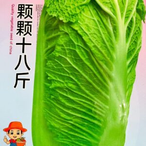 চাইনিজ বাঁধাকপি