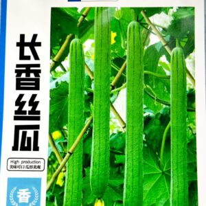 লম্বা ধুন্দুল